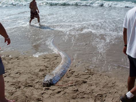 ‘Oarfish’ Are Now Resurfacing—the Superstition, Explained.
